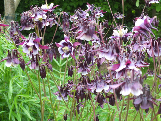 aquilegia 3.jpg