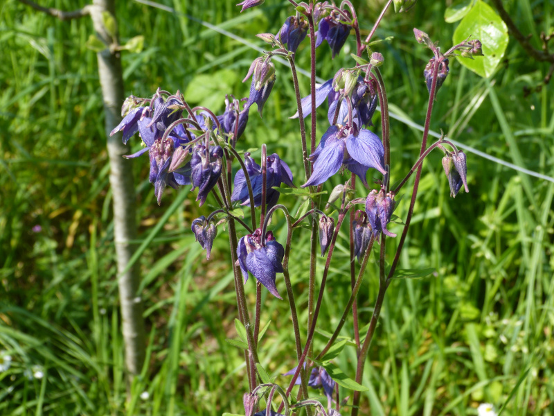 Aquilegia 3.JPG