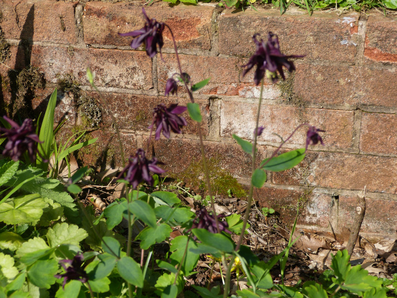 Aquilegia 4.JPG