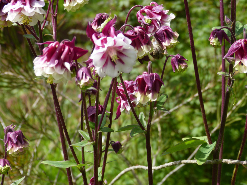 Aquilegia 4.JPG