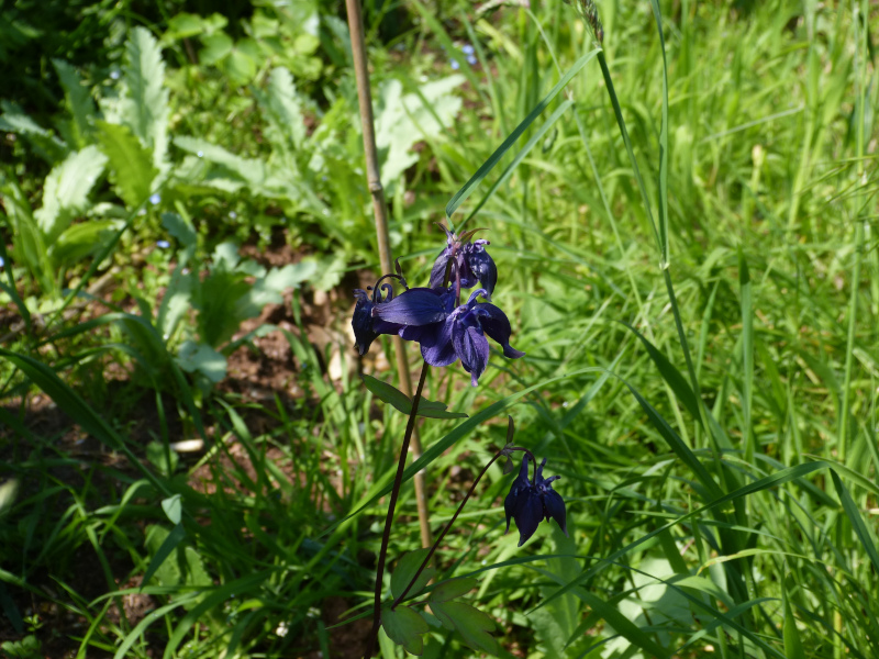 Aquilegia 5.JPG