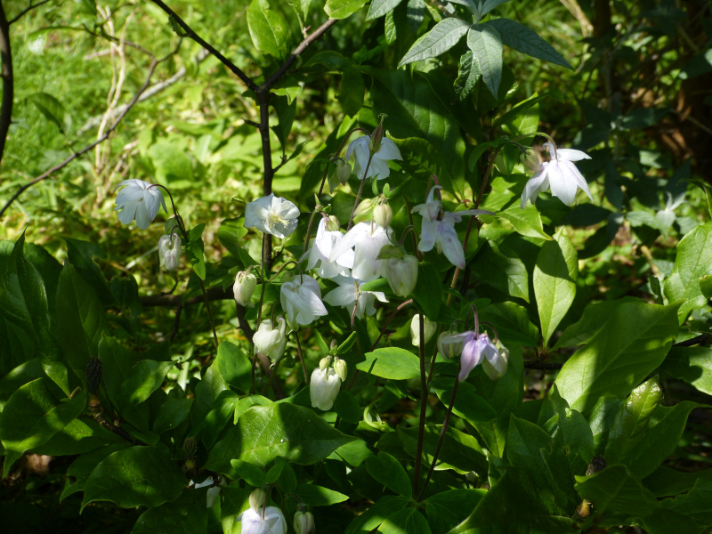 Aquilegia 6.JPG