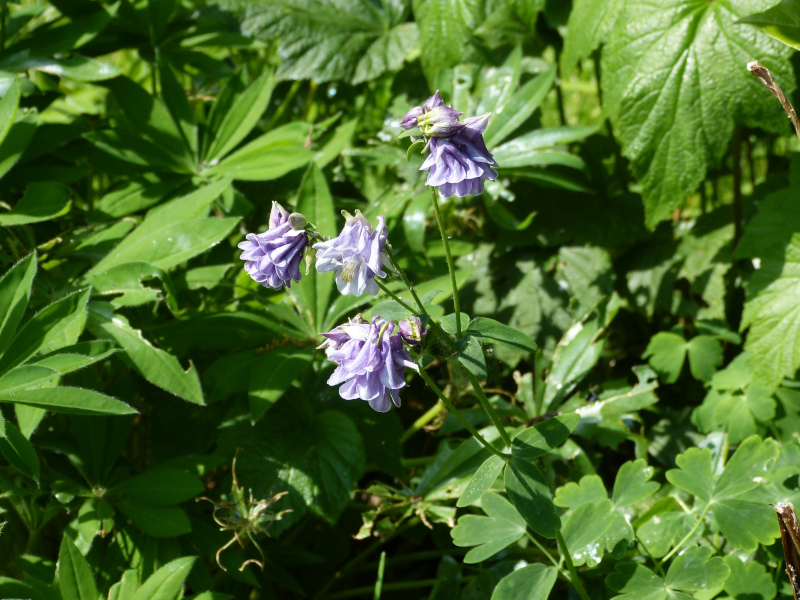 Aquilegia 7.JPG