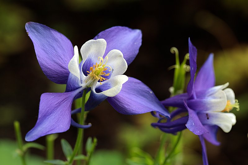 Aquilegia-caerulea.jpg