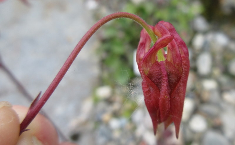 AQUILEGIA  CANADENSIS 10 07 2017, 13-56.JPG