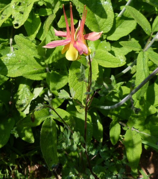 Aquilegia desertorum.JPG