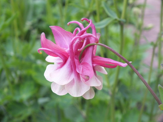 aquilegia.jpg