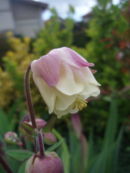 aquilegia.jpg