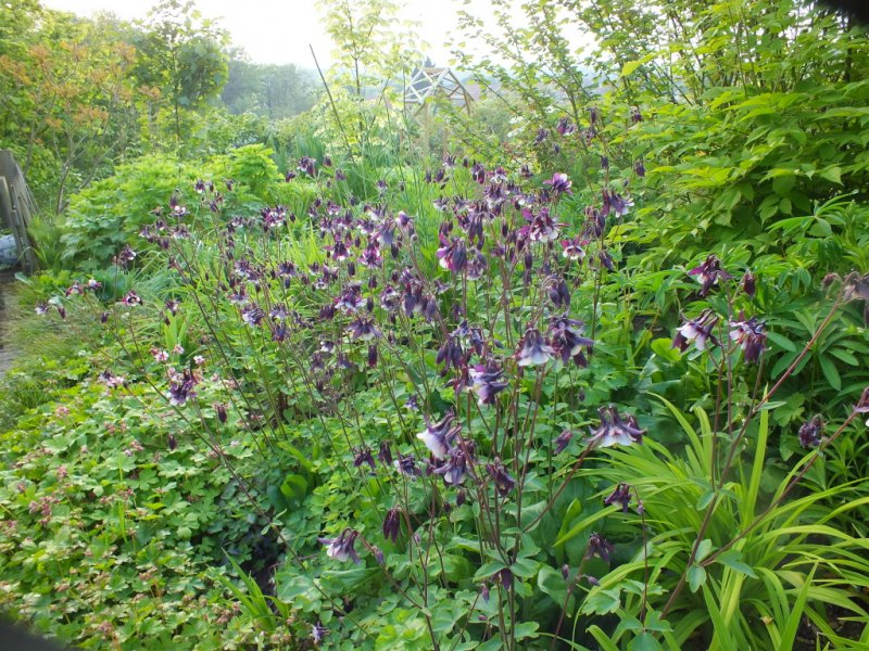 aquilegia magpie.jpg