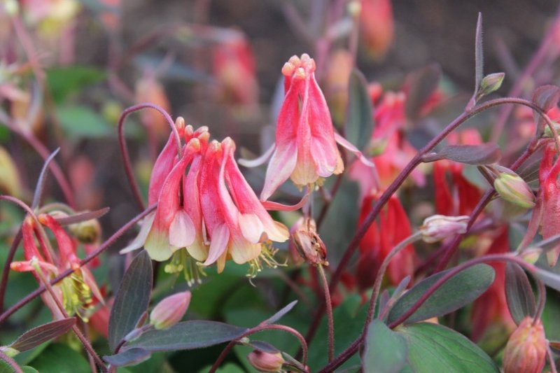 Aquilegia 'Rhubarb & Custard' (2).JPG