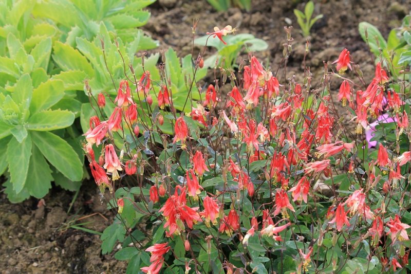 Aquilegia \'Rhubarb & Custard\'.JPG