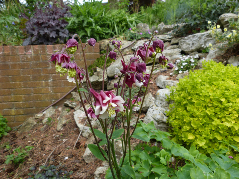 Aquilegiaa 1.JPG