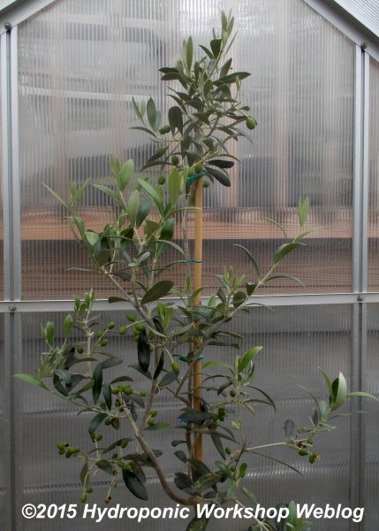 arbequina olive tree in container.jpg