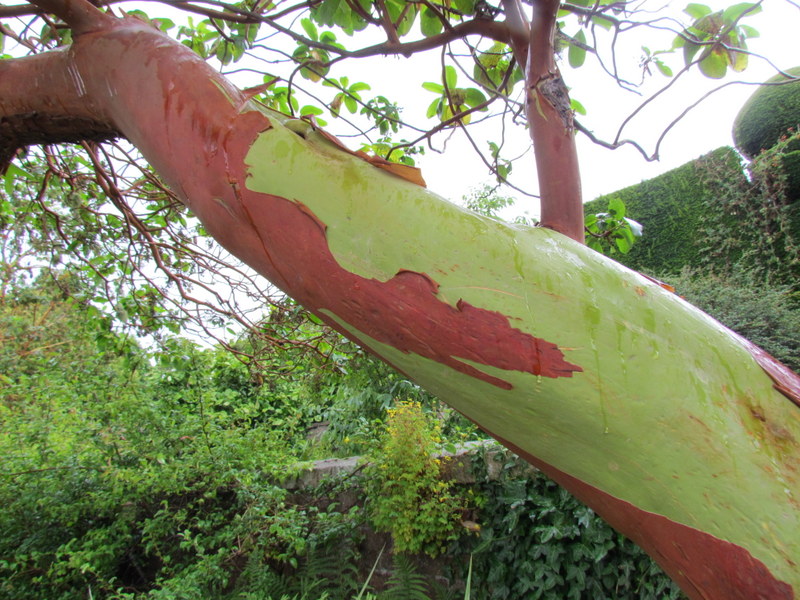 ARBUTUS  MENZIESII  MADRONE 10-08-2014 14-29-01.JPG