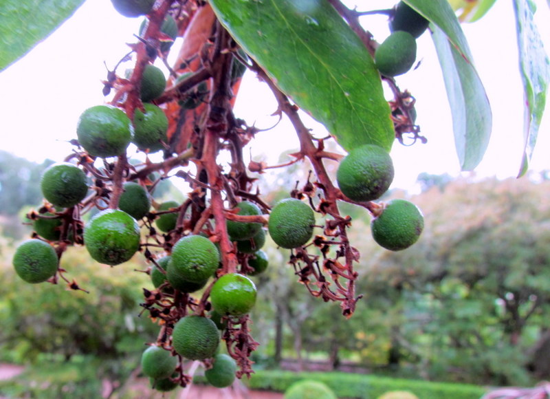 ARBUTUS  MENZIESII  MADRONE 10-08-2014 14-29-53.JPG