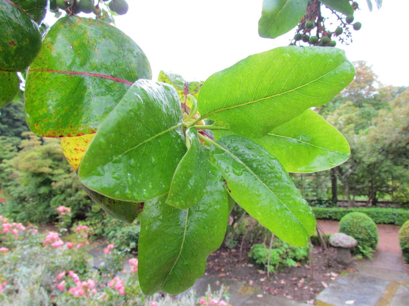 ARBUTUS  MENZIESII  MADRONE 10-08-2014 14-30-22.JPG