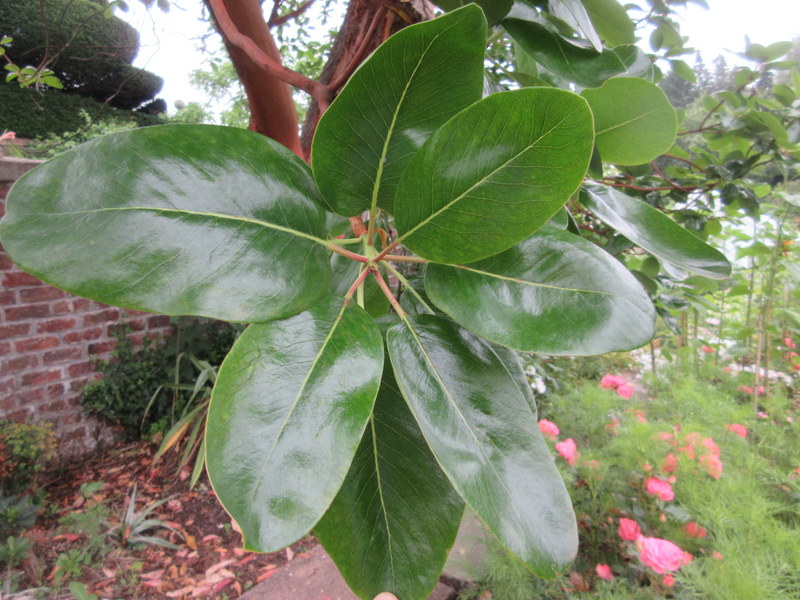 ARBUTUS  MENZIESII  MADRONE 22-07-2021 14-38-59.JPG