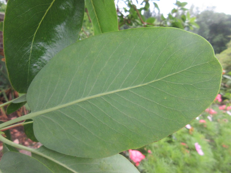 ARBUTUS  MENZIESII  MADRONE 22-07-2021 14-39-09.JPG