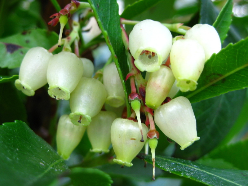 ARBUTUS  UNEDO 10-12-2008 14-19-06.JPG