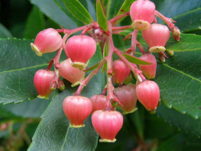 ARBUTUS  UNEDO  RUBRA 05-09-2007 15-41-24.JPG