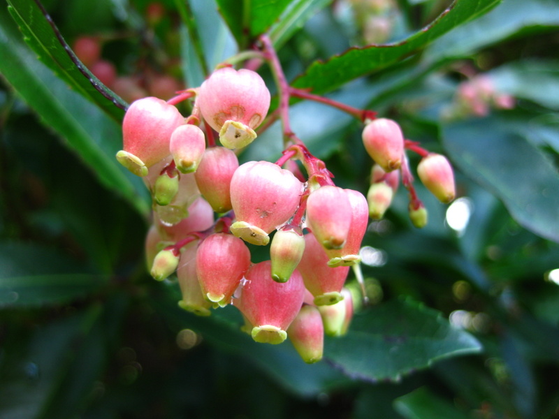 ARBUTUS  UNEDO  RUBRA  10-10-2009 12-22-22.JPG