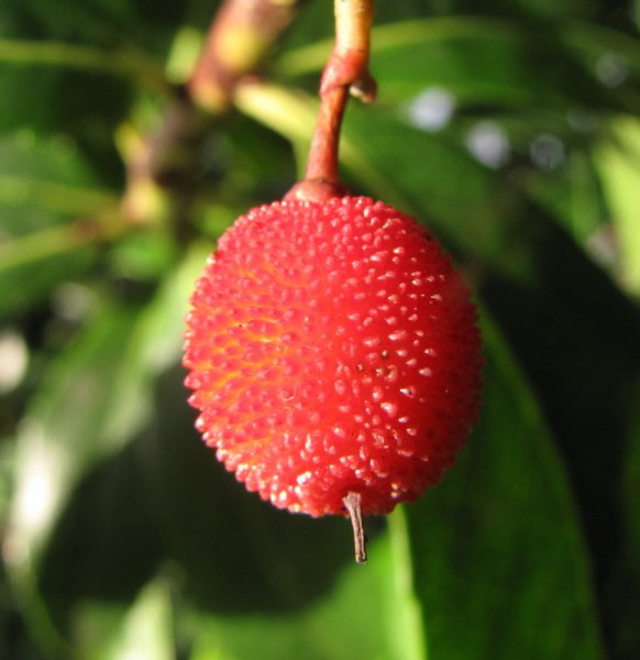 ARBUTUS  UNEDO  RUBRA 26-01-2009 15-17-44.JPG