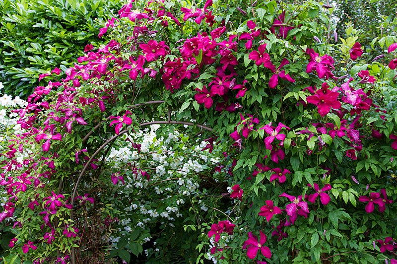 Arch-Clematis-3.jpg