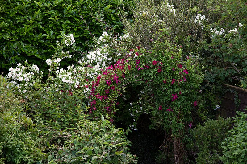 Arch-Philadelphus.jpg