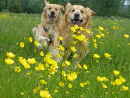 archie+theo plus buttercups - Copy.jpg