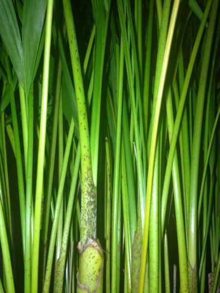 areca speckled stem smaller.jpg