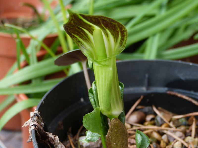 Arisaema amurense.JPG