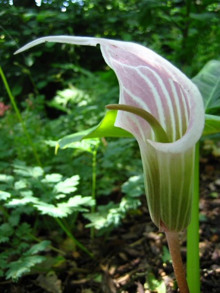 ARISAEMA  CANDIDISSIMUM 07-07-2007 13-41-44.JPG