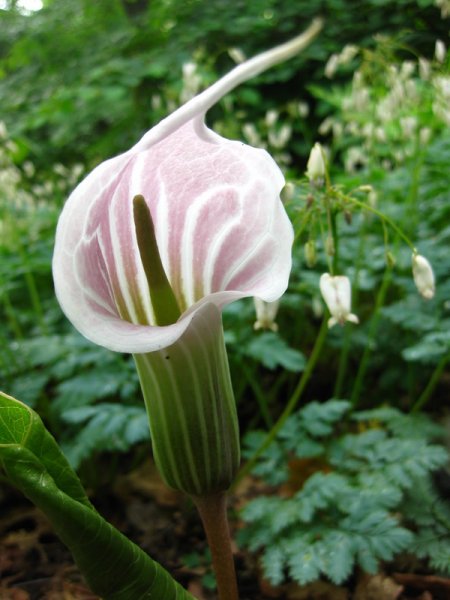 ARISAEMA  CANDIDISSIMUM 18-06-2009 16-52-11.JPG