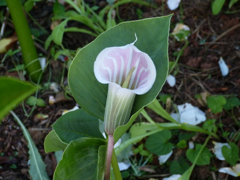 Arisaema candissimum.JPG