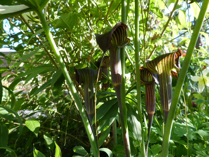 Arisaema ciliatum.JPG