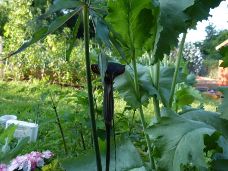 Arisaema consanguineum 2017.JPG