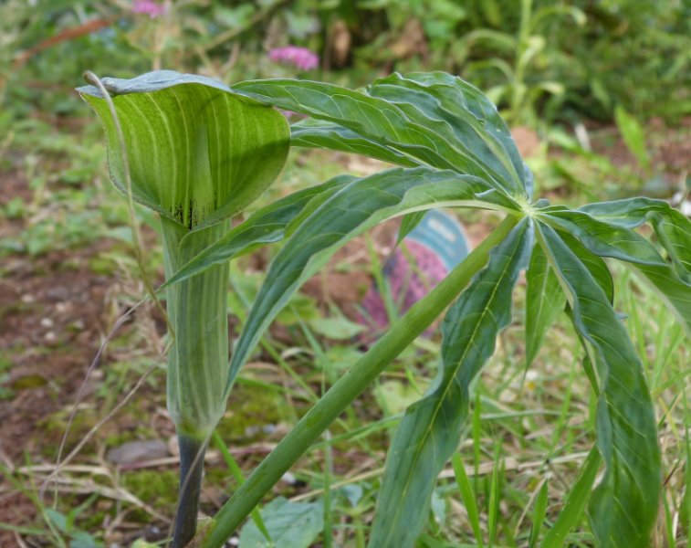 Arisaema consanguineum.JPG