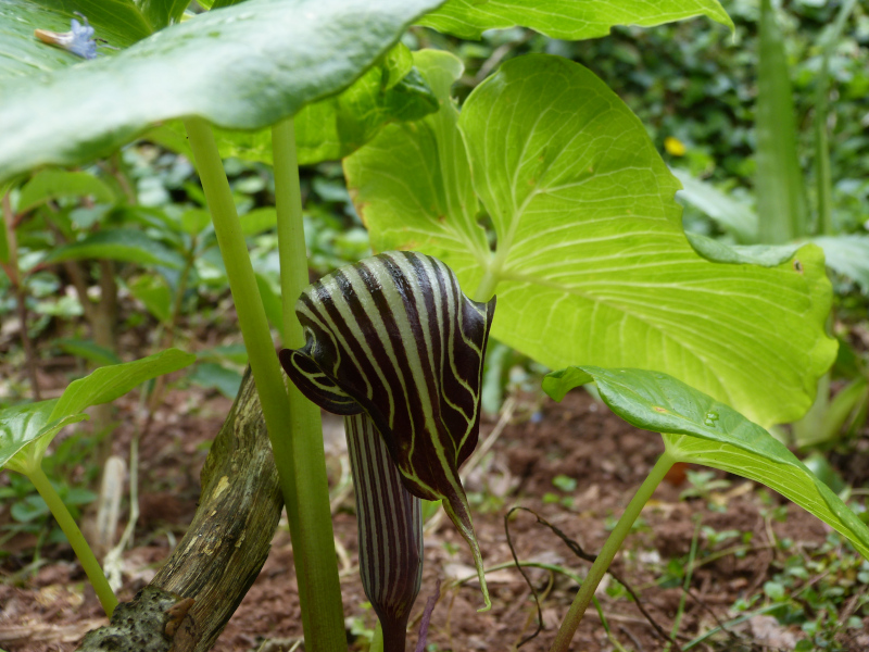 Arisaema fargesii.JPG