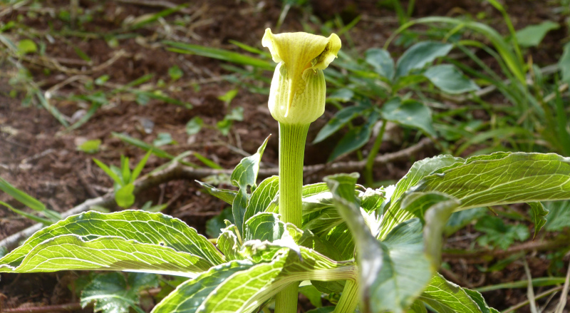 Arisaema flavum 2.JPG