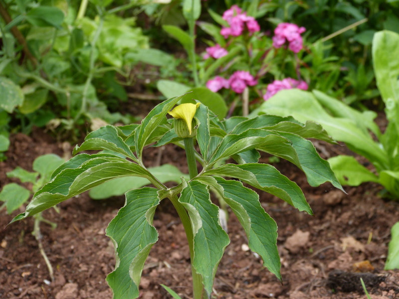 Arisaema flavum.JPG