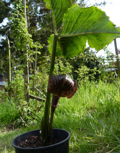 Arisaema griffithi.JPG