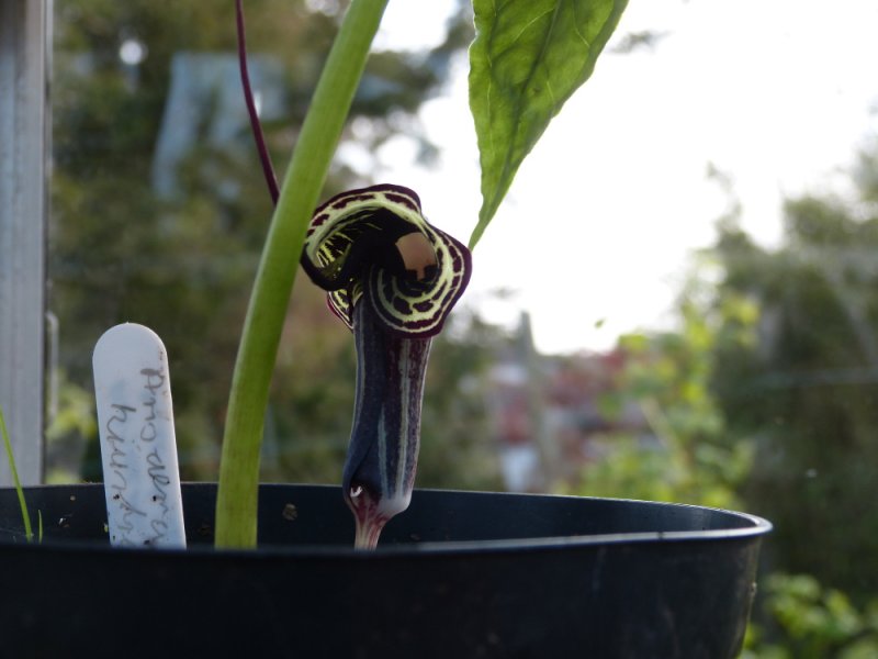 Arisaema kiushianum 1.JPG