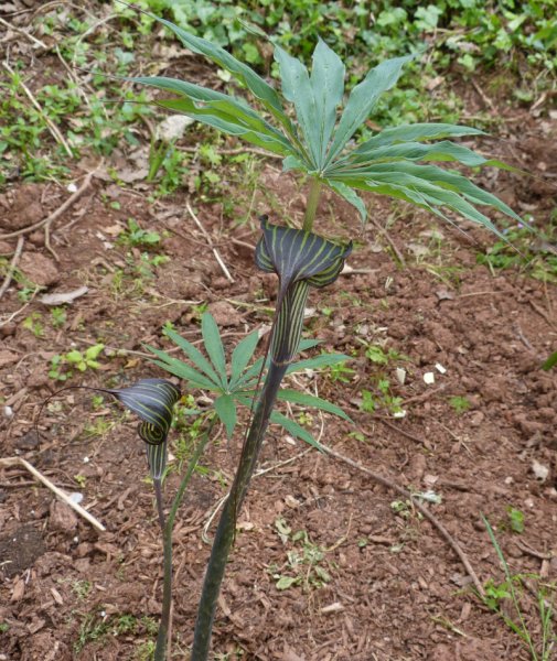 Arisaema nepenthoides 1.JPG