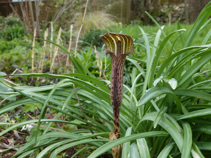 Arisaema nepenthoides.JPG