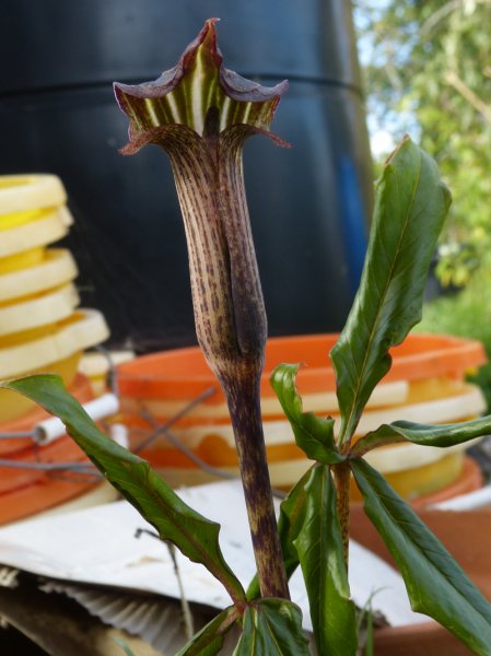 Arisaema nepenthoides.JPG