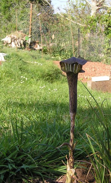 Arisaema nepethenoides  3.JPG