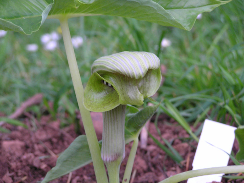 Arisaema ringens 1.JPG