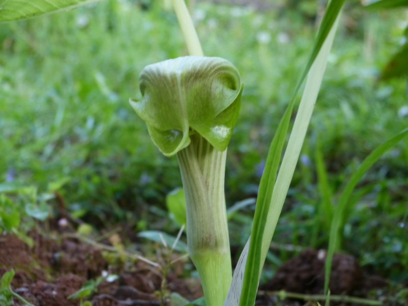 Arisaema ringens.JPG