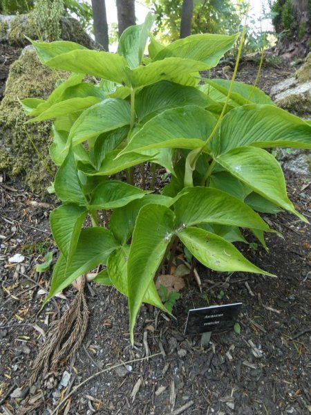 Arisaema ringens spadix  02 - small.jpg