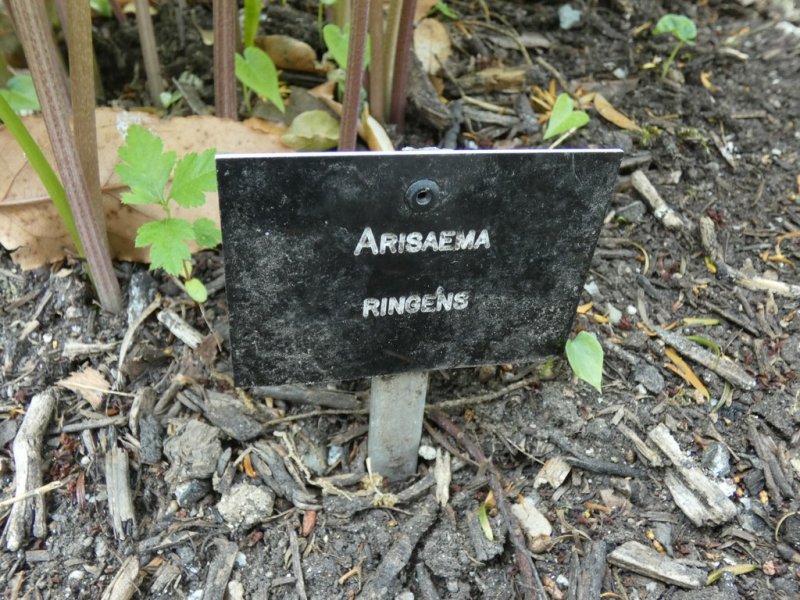 Arisaema ringens spadix  07 - small.jpg